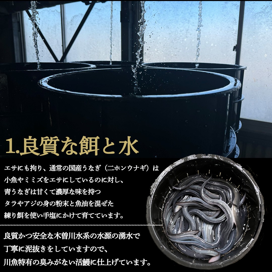 【初回限定】幻の鰻 あお天井の蒲焼き1尾と高級肝焼きの詰め合わせセット（1～2人前）【愛知県東三河産地問屋直送】